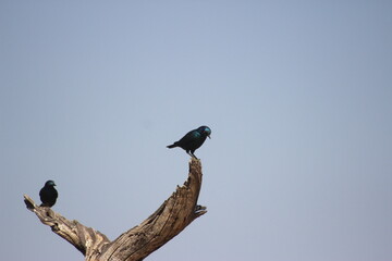 blue bird