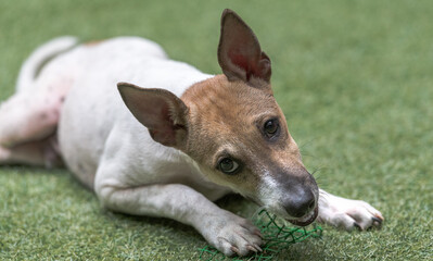 A Dog Playing with a Toy