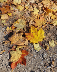 Autumn has arrived, gold-colored leaves lie on the lawn, on a sunny day, near Julianowski Pak in Lodz.