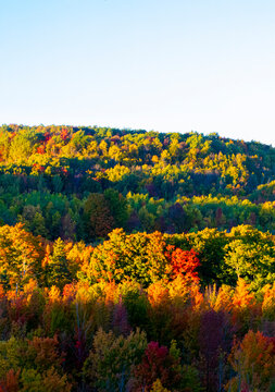 Beautiful and colorful autumn leaves on tree background in Canada