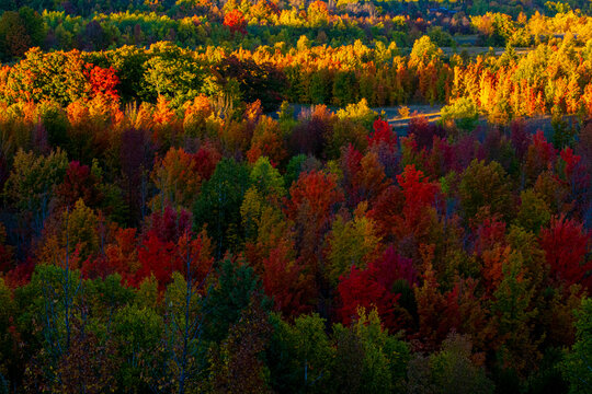 Beautiful and colorful autumn leaves on tree background in Canada