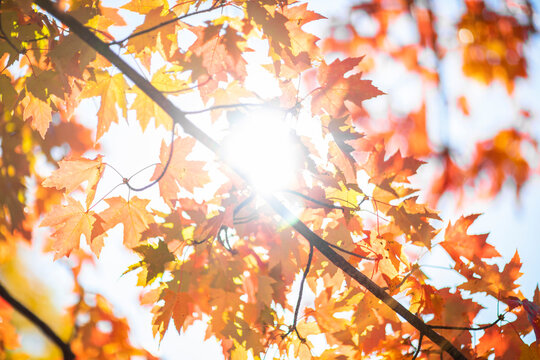 Beautiful and colorful autumn leaves on tree background in Canada, close up with shallow focus