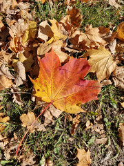 Autumn has arrived, gold-colored leaves lie on the lawn, on a sunny day, near Julianowski Pak in Lodz.