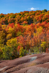 Beautiful and colorful autumn leaves on tree background at Cheltenham Badlands, unusual landscape