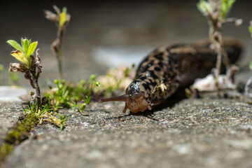 Leopard slug Mimax Maximus on a stone plate.