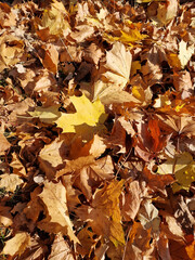 Autumn has arrived, gold-colored leaves lie on the lawn, on a sunny day, near Julianowski Pak in Lodz.