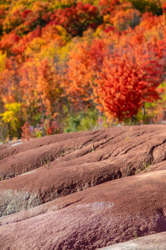 Beautiful and colorful autumn leaves on tree background at Cheltenham Badlands, unusual landscape