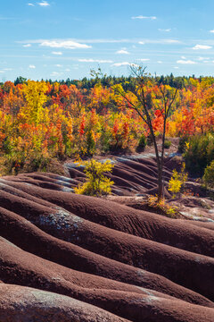 Beautiful and colorful autumn leaves on tree background at Cheltenham Badlands, unusual landscape
