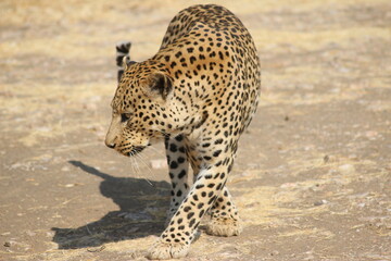 leopard in the grass