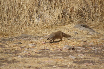 Fototapeta premium prairie dog in the grass