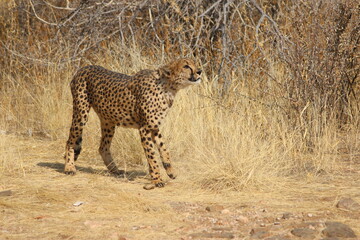 Naklejka premium cheetah in the savannah