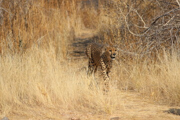 cheetah in serengeti