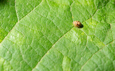 Ladybug, small ladybug walking on green leaves seen through a macro lens, selective focus.