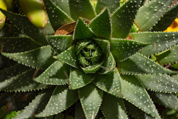 Succulent, small succulent flower in a garden, with green leaves seen through a macro lens,...