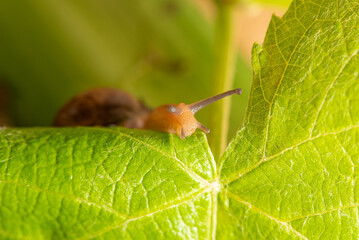 Snail, beautiful snail details on green leaves seen through a macro lens, selective focus.