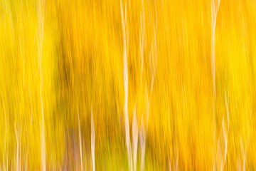 Autumnal textural  forest scenic abstract background with motion blur, toned in vintage style