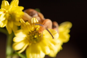 Snail, beautiful snail walking on yellow flowers with green leaves seen through a macro lens, selective focus.