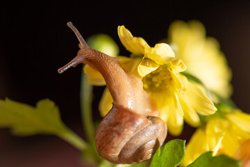 Snail, beautiful snail walking on yellow flowers with green leaves seen through a macro lens, selective focus.
