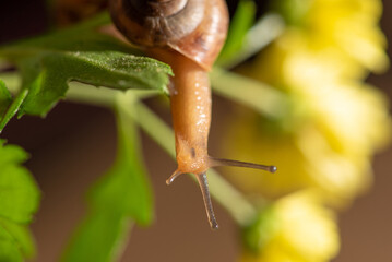 Snail, beautiful snail walking on yellow flowers with green leaves seen through a macro lens, selective focus.