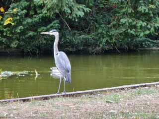 great blue heron