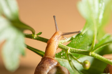 Snail, beautiful snail details on green leaves seen through a macro lens, selective focus.
