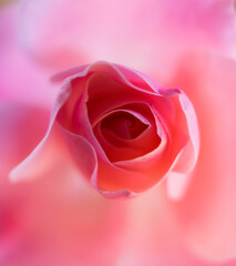 Top view of pink rose