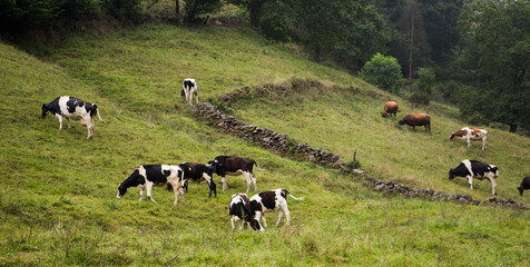 Cows at Valle del Pas, Cantabria