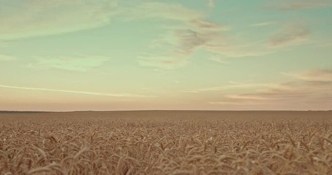 Golden field with ears of wheat. Ripe wheat in a field at sunset. Endless expanses of agricultural land, agribusiness. 4k, ProRes
