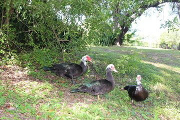Group of Muscovy Ducks by the pond in a park