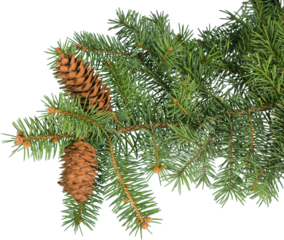 Christmas composition with pine cones and  fir branches