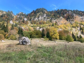 landscape with trees