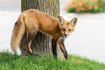 Cute red fox cub on a street in an alert pose nearby a tree.