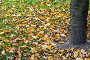 Colorful autumn leaves fallen under a tree in the park
