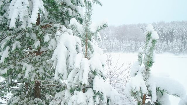 Slow panning across snowy forest. Panorama of snow covered fir trees. Winter landscape. Lake under the snow framed by evergreen trees. Family christmas holiday breaks. Falling snow. Cold season hiking