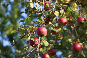 Piękne czerwone jabłka gotowe do zerwania z drzewa. - obrazy, fototapety, plakaty