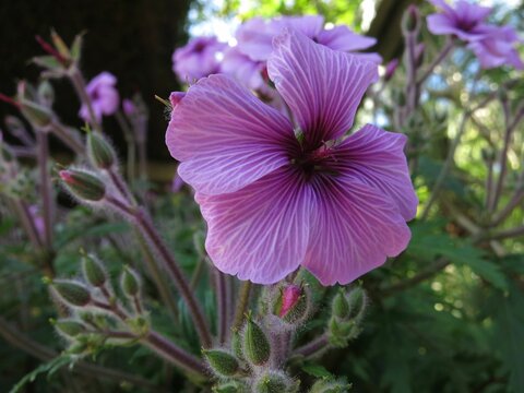 Closeup Of Purple Giant Herb-robert Taxon Flowers