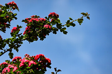 Crataegus laevigata 'Rosea Flore Pleno' Tree.A beautiful Hawthorn Tree Crimson Cloud Crataegus laevigata in full bloom in early spring with a mass of pink and white flowers. Selective blurred focus