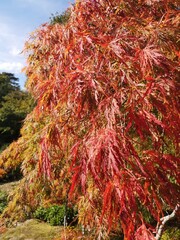 red autumn leaves