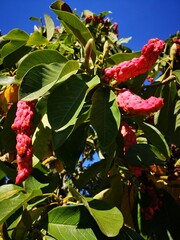 Chinese tree pods 