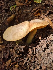 Mushroom picking Slovakia