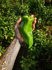 female tattooed hand holding vegetable, vegan