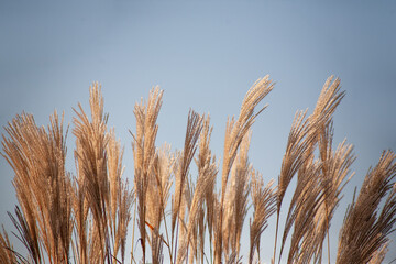 Ornamental Grass in autumn colorful and big flower bootle brush miscanthus and pennisetum. Background. Beautiful miscanthus grasses with a beautiful blue sky with space for text.