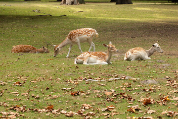 A group of young deer in the autumn forest