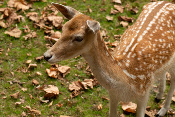 young deer, roe deer, in the autumn forest