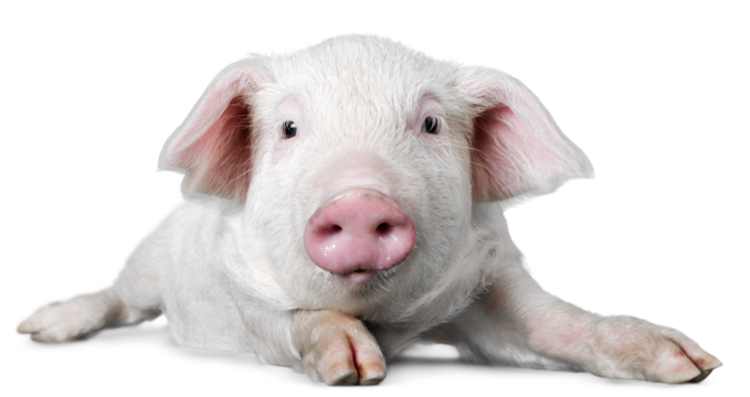 Pink Piglet Lying Down on Stomach