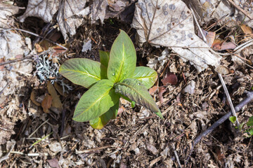 summer-spring mood, natural mountain park, flowering plants in the bosom of nature on a sunny day.*