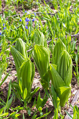 summer-spring mood, natural mountain park, flowering plants in the bosom of nature on a sunny day.*