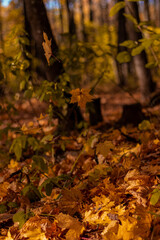 autumn maple leaves in forest