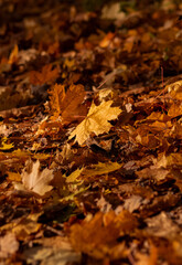 autumn maple leaves in forest