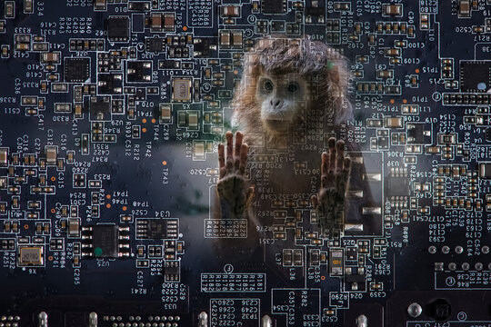 A monkey looks through transparent computer circuit board. Corporate social responsibility, IT ethics, evolution or computer addiction concept.